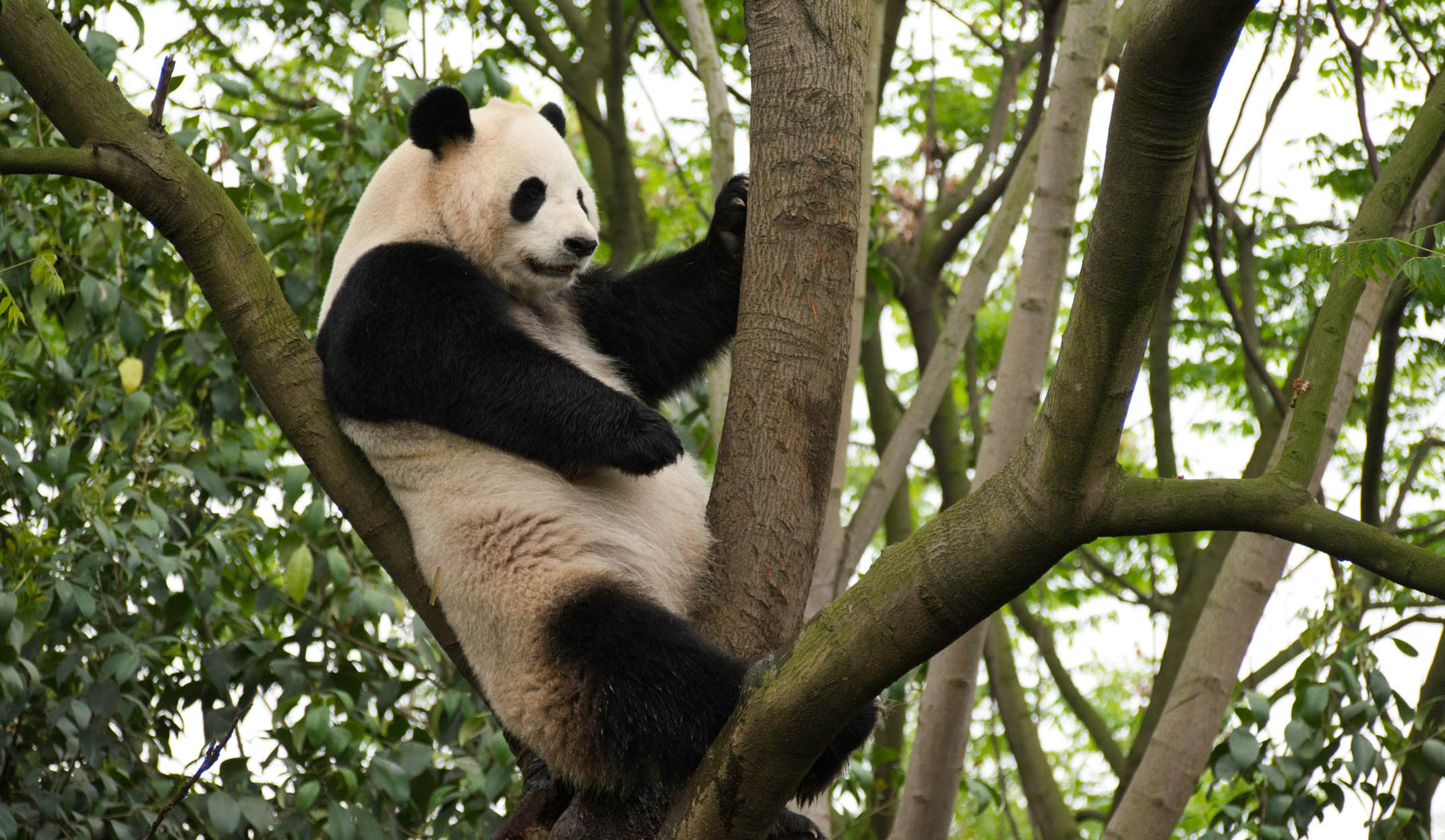 panda in tree in china qing cheng mountain