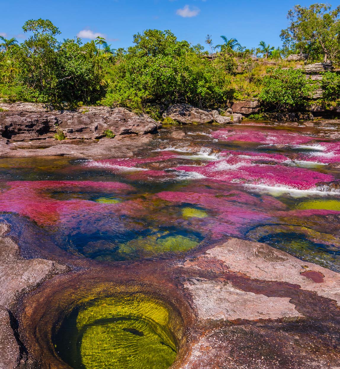 Colombia - Cano Cristales - National Park Serrania de la Macarena