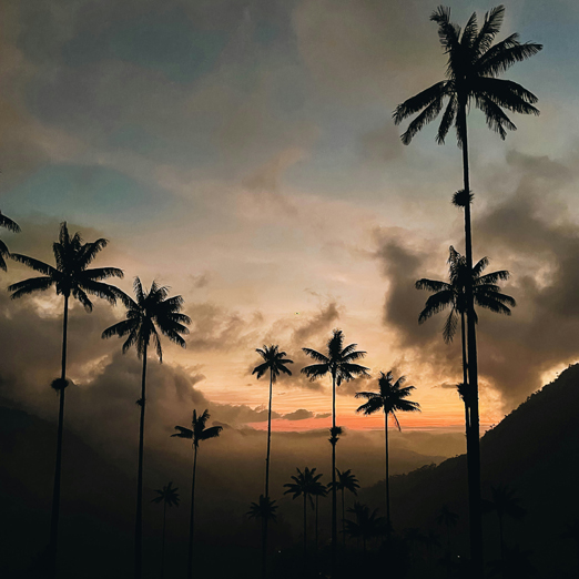 palm trees against a sunset at cocora valley in colombia