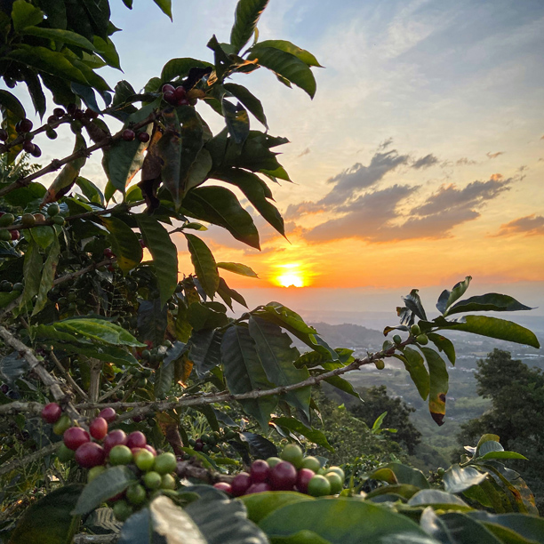 coffee plantation at sunset in fredonia colombia