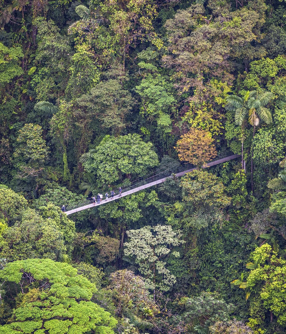 tourists on forest canopy walk in costa rica's arenal region