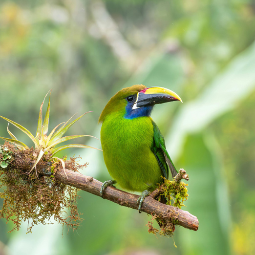 toucanet in costa rica's emerald coast