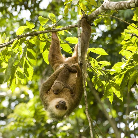 monkey in the trees in costa rica's golfo dulce