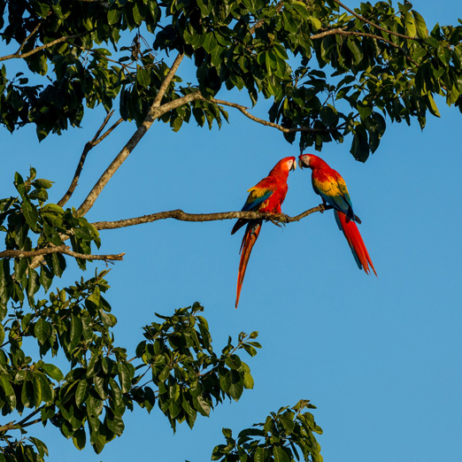 parrots in tree in costa rica