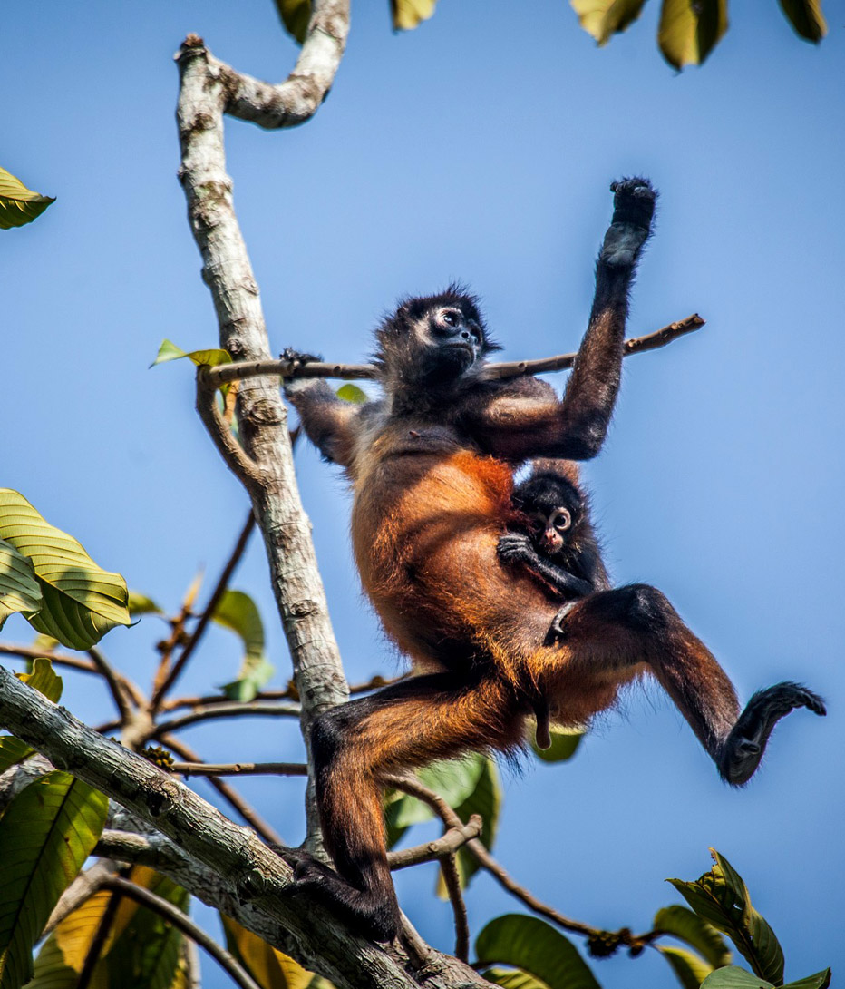 spider monkey in tree in costa rica