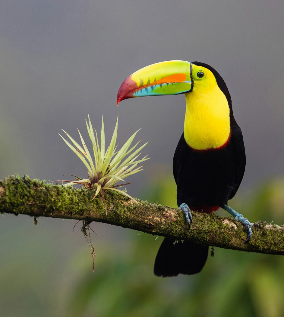 toucan in costa rica