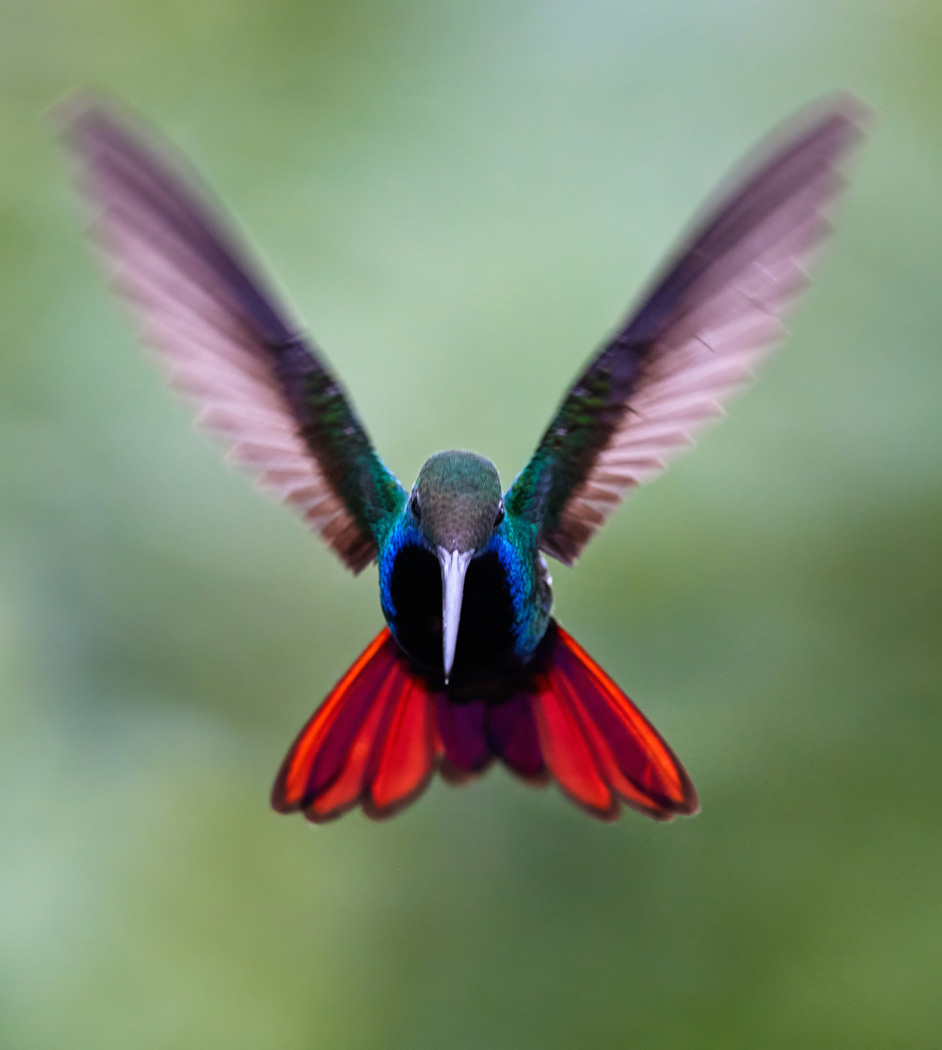 bird hovering in ecuadorian rainforest