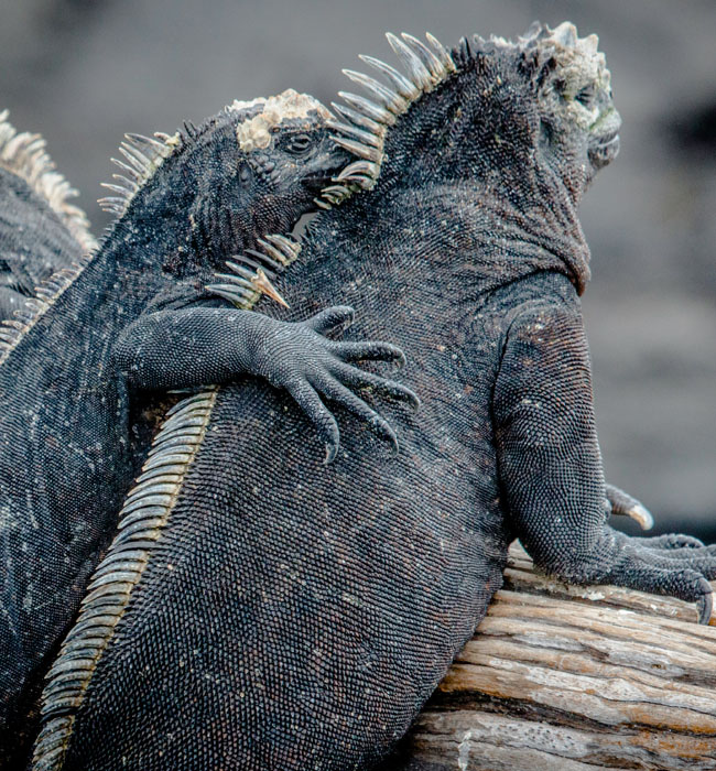 iguana in galapagos