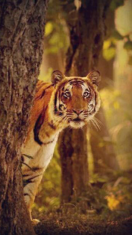 tiger sighting around tree in dudhwa national park