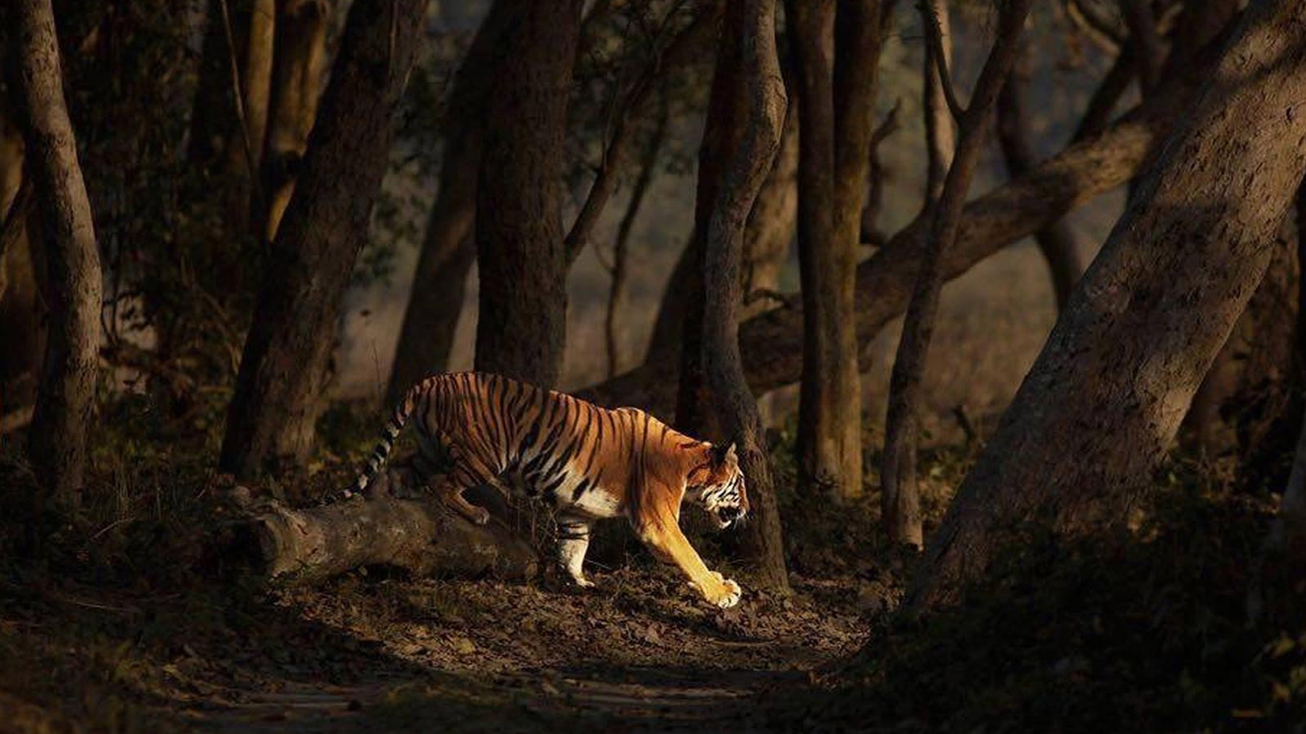 tiger sighting on safari in dudhwa national park in India