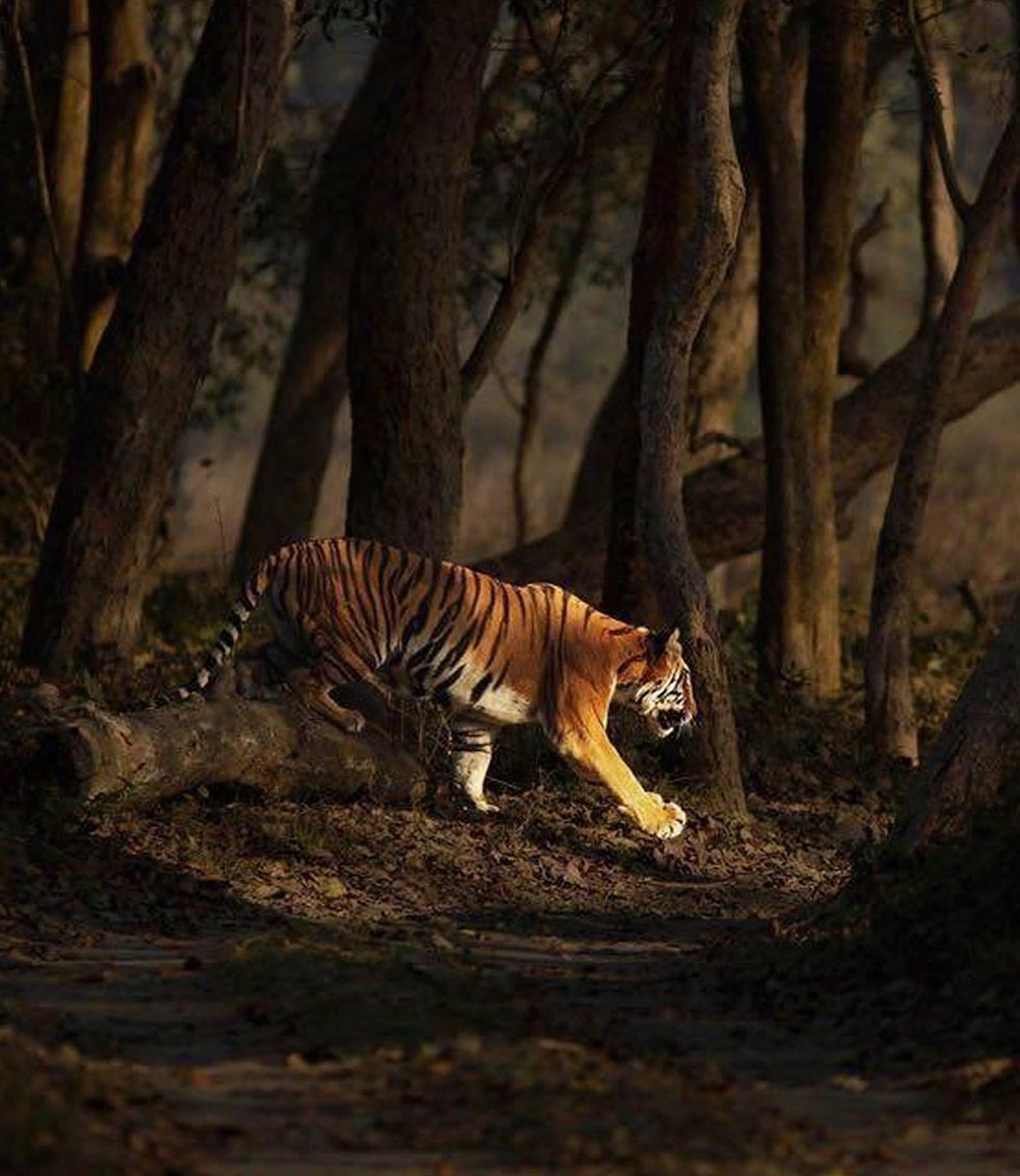 tiger sighting on safari in dudhwa national park in India