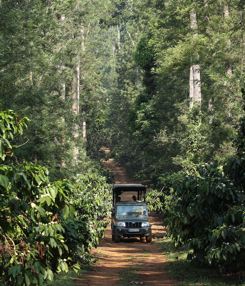 car driving through the tea plantations in coorg india