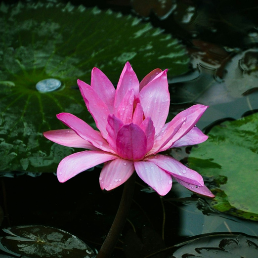 lotus flower in water