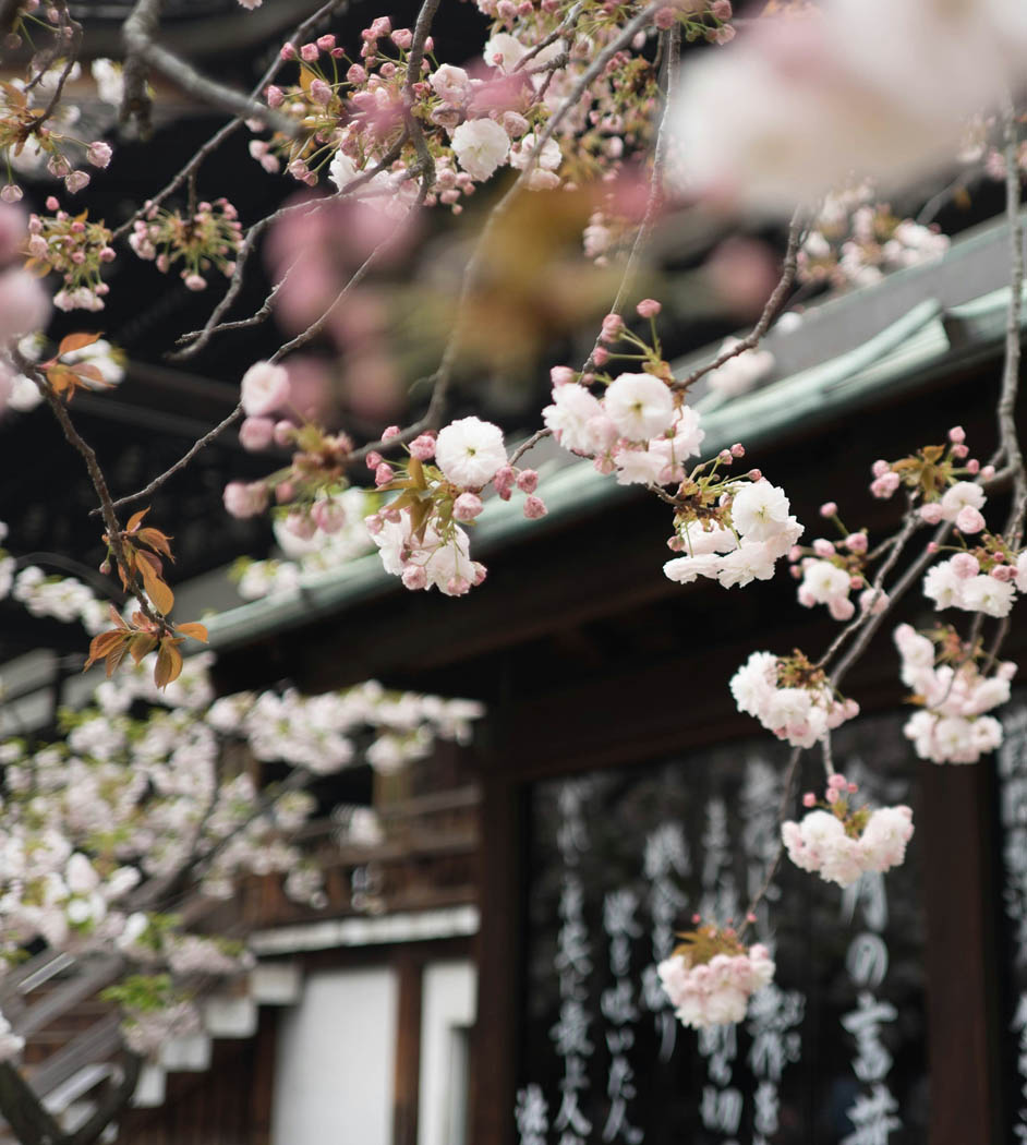 cherry blossom in japan