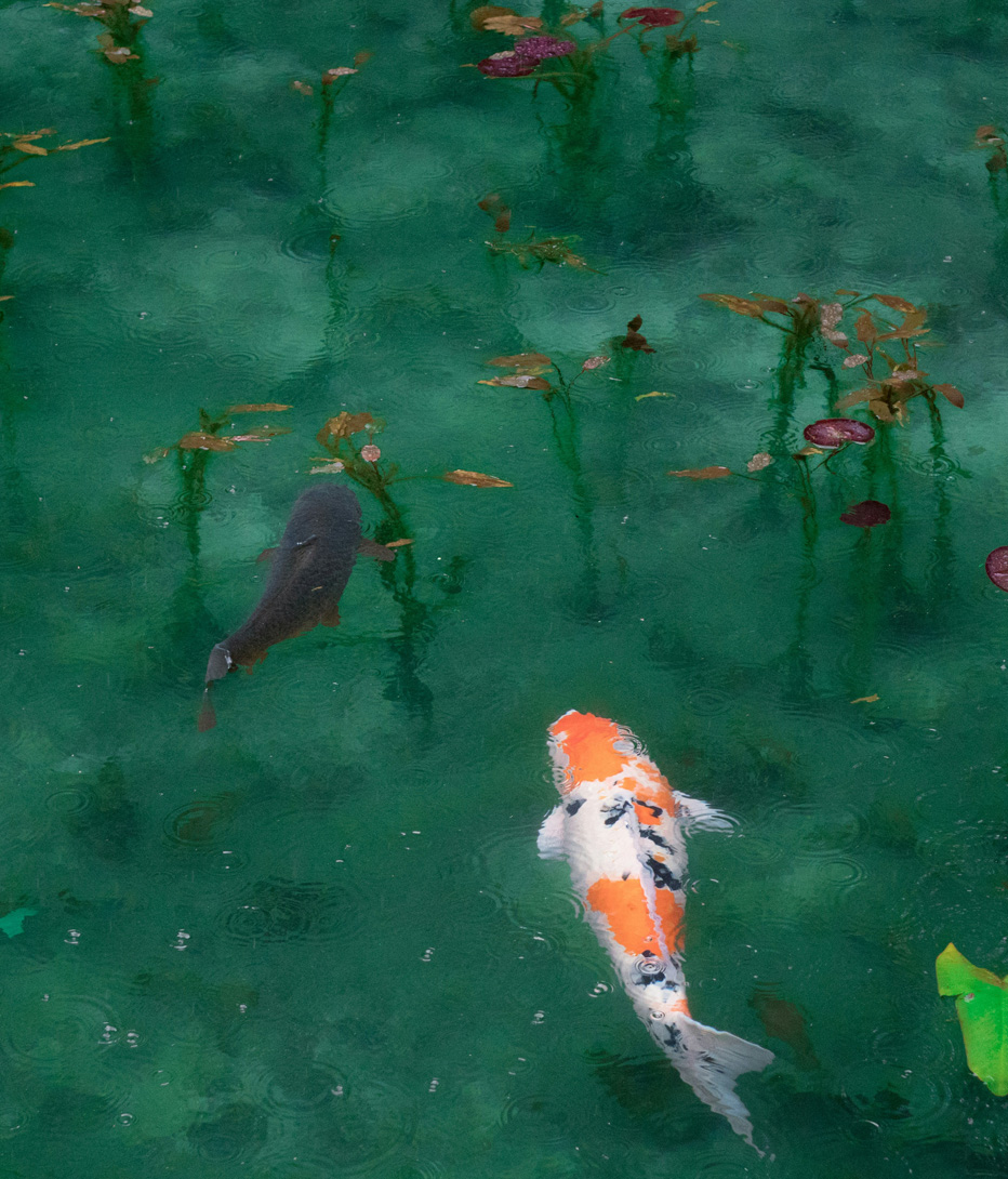 koi fish in pool in japan