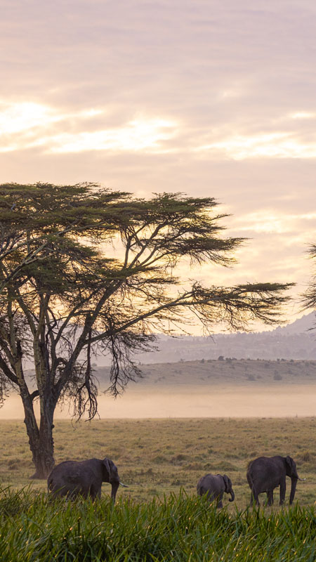 elephants at lewa conservancy