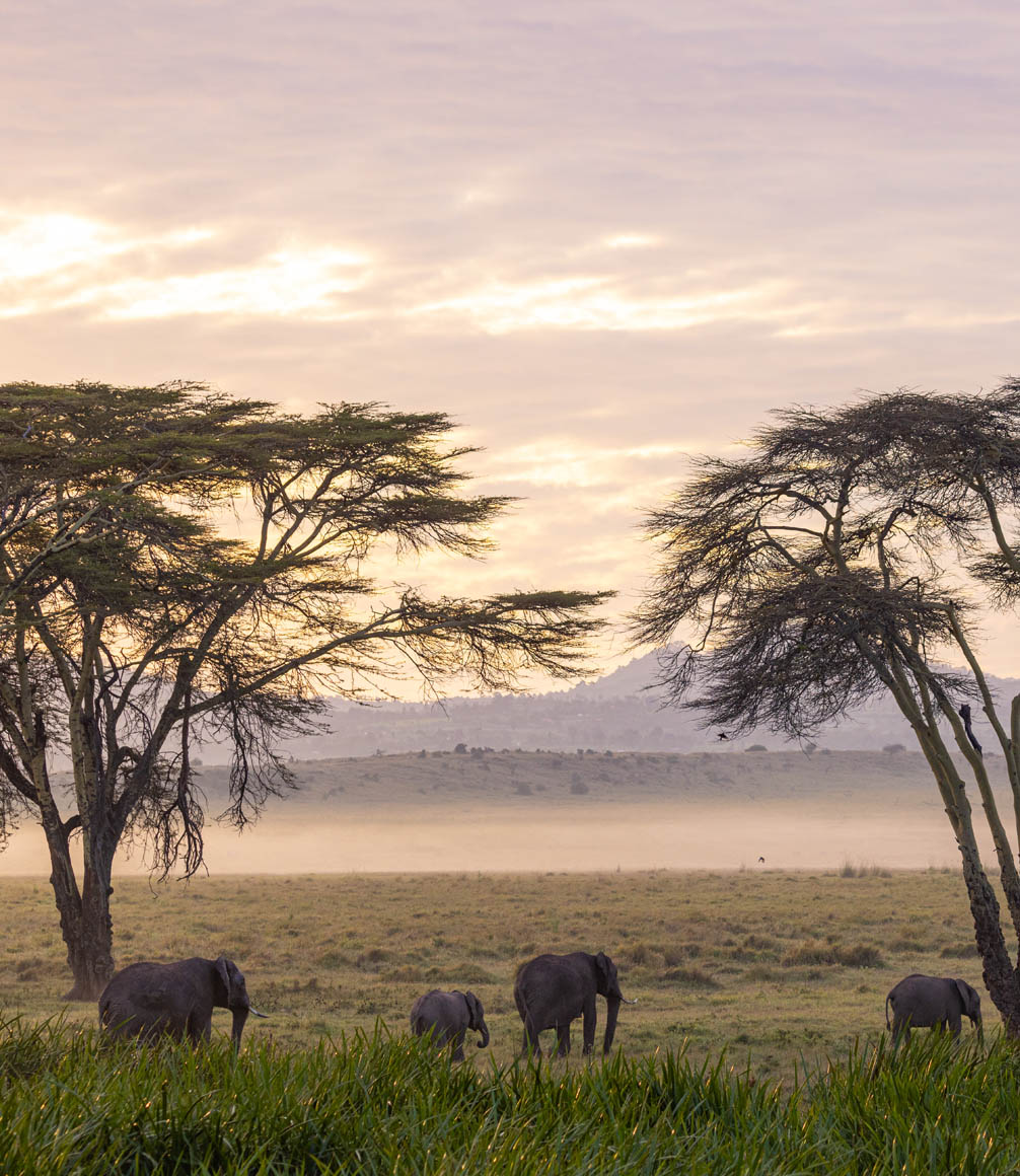 elephants at lewa conservancy