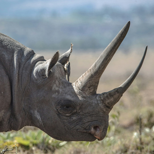 rhino closeup picture taken at lewa conservancy