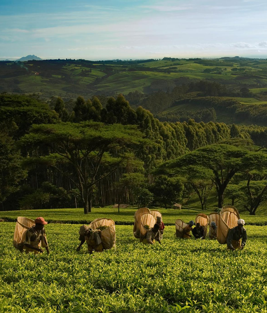 tea pickers in highlands at huntindon house