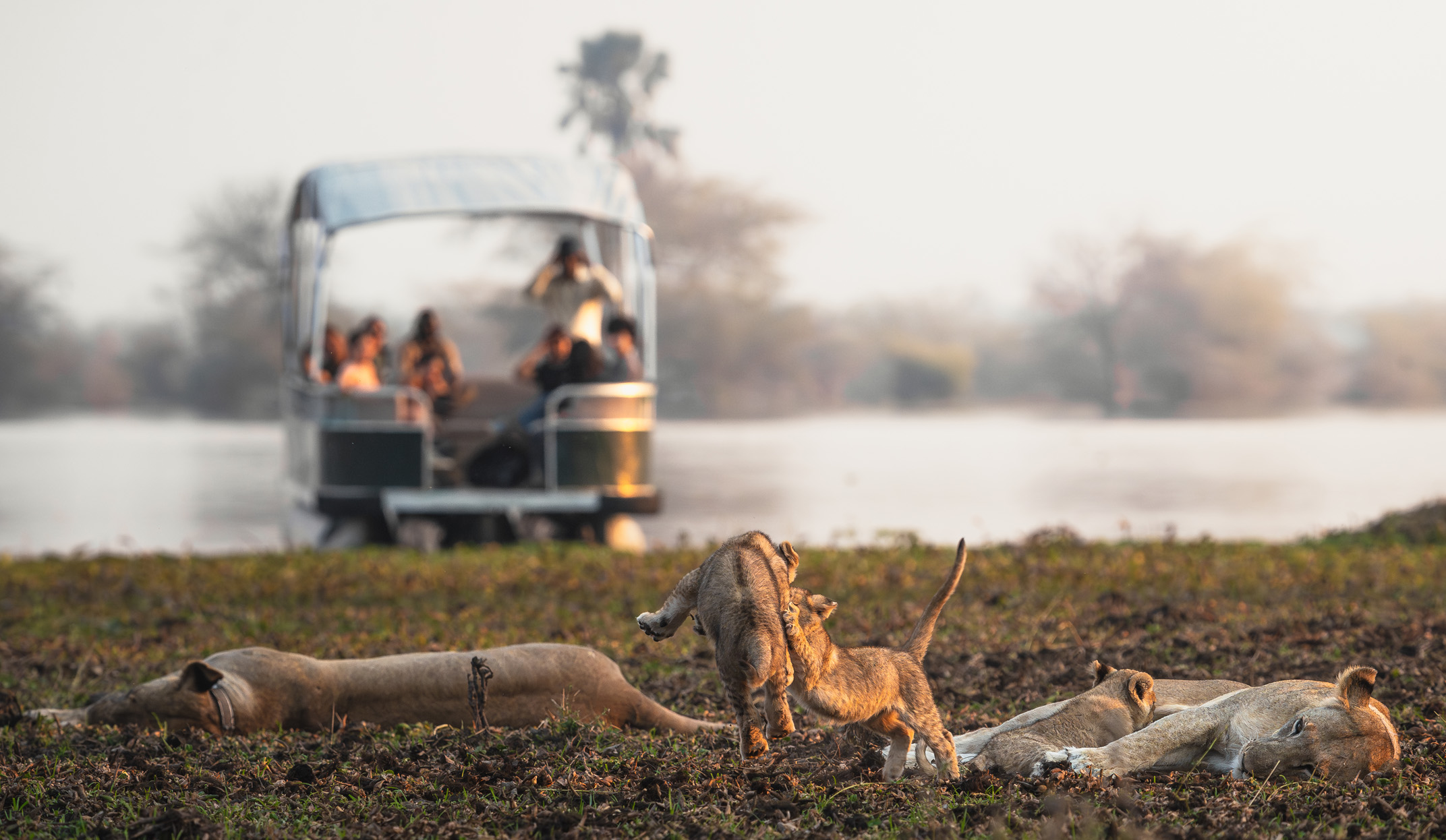 wildlife sighting on game drive in liwonde national park malawi