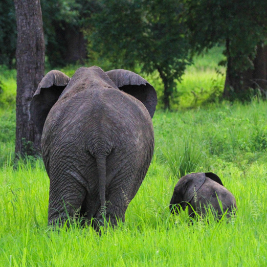 elephants spotted on safari in malawi majete national park