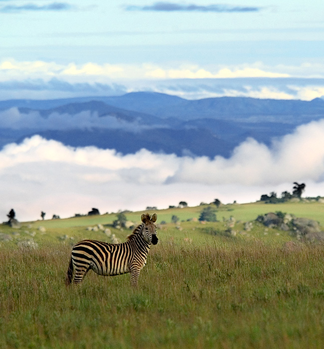 nyika national park malawi zebra in hills