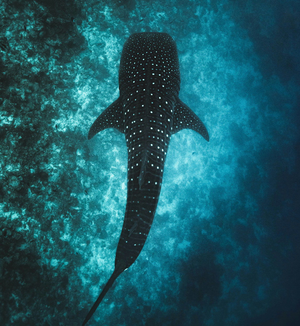 whale shark in the ocean