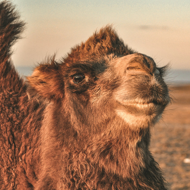 camel in mongolia's desert