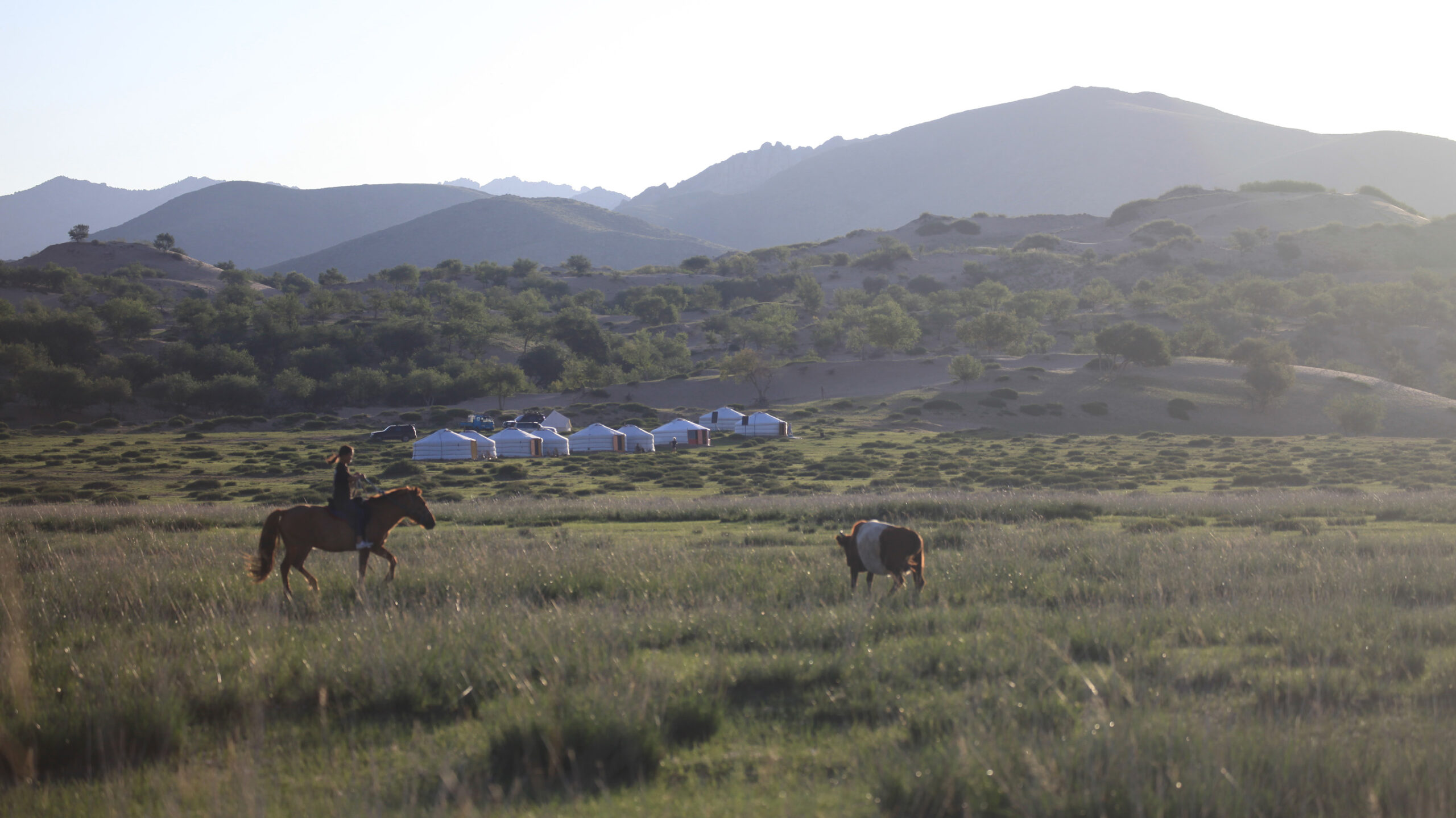 a mongolian ger camp with horses in the foreground