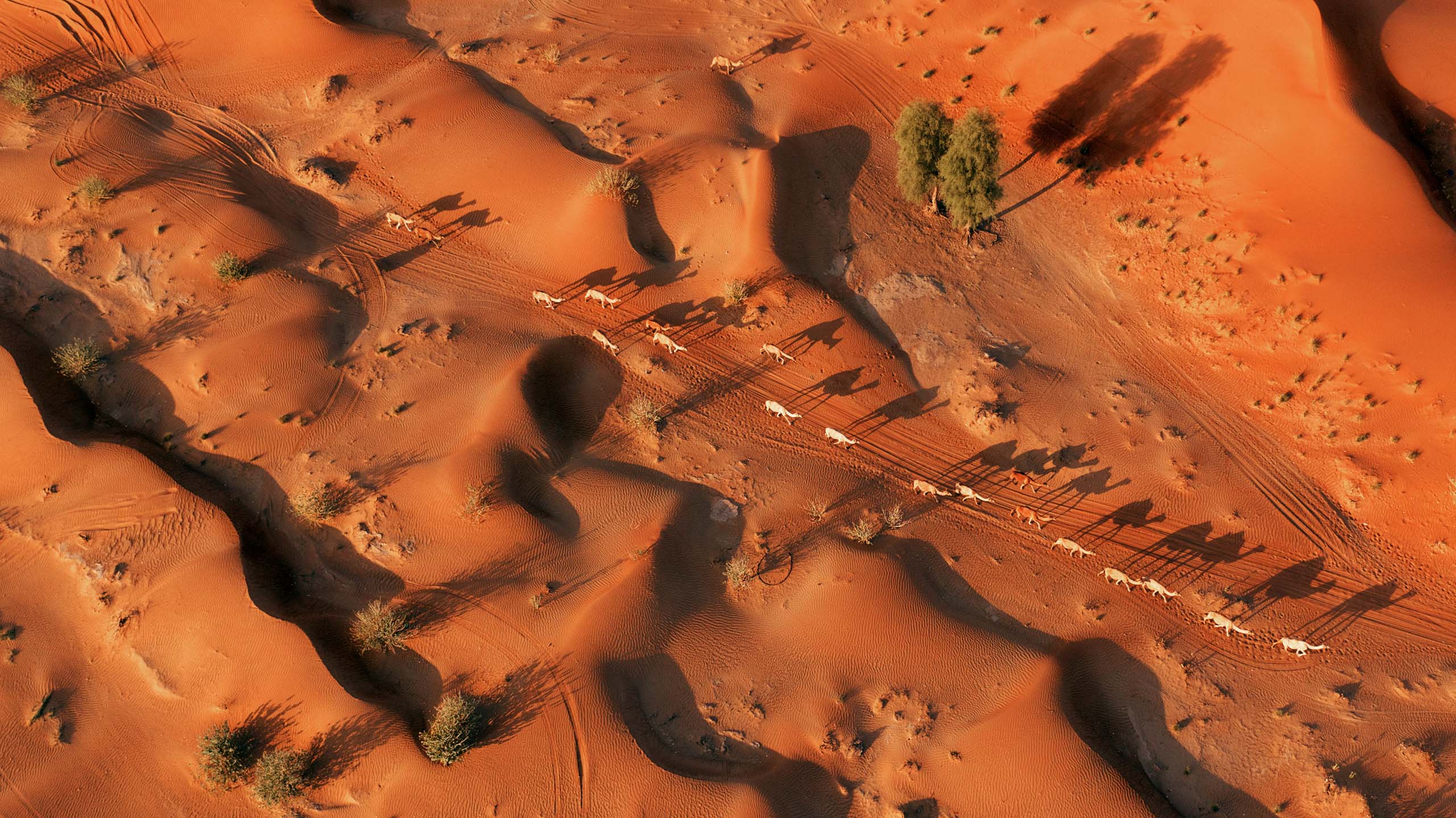 A camel train walking across the desrert at Ar Rawdah, Oman