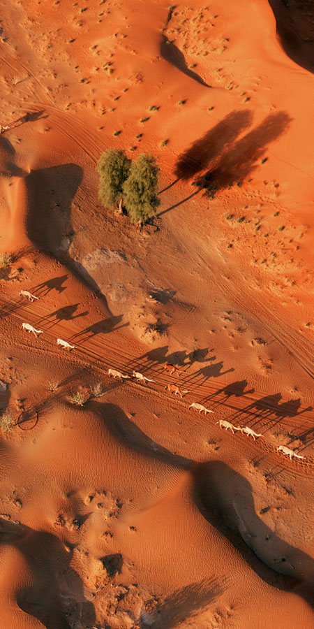 A camel train walking across the desrert at Ar Rawdah, Oman