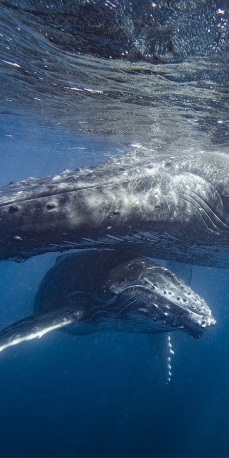 Close up of mother and calf humpback whales in ocean around Oman