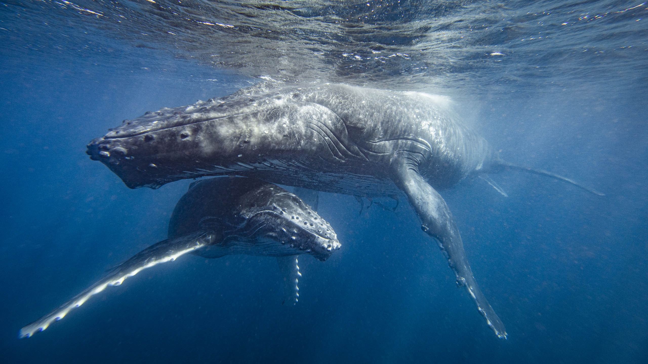 Close up of mother and calf humpback whales in ocean around Oman