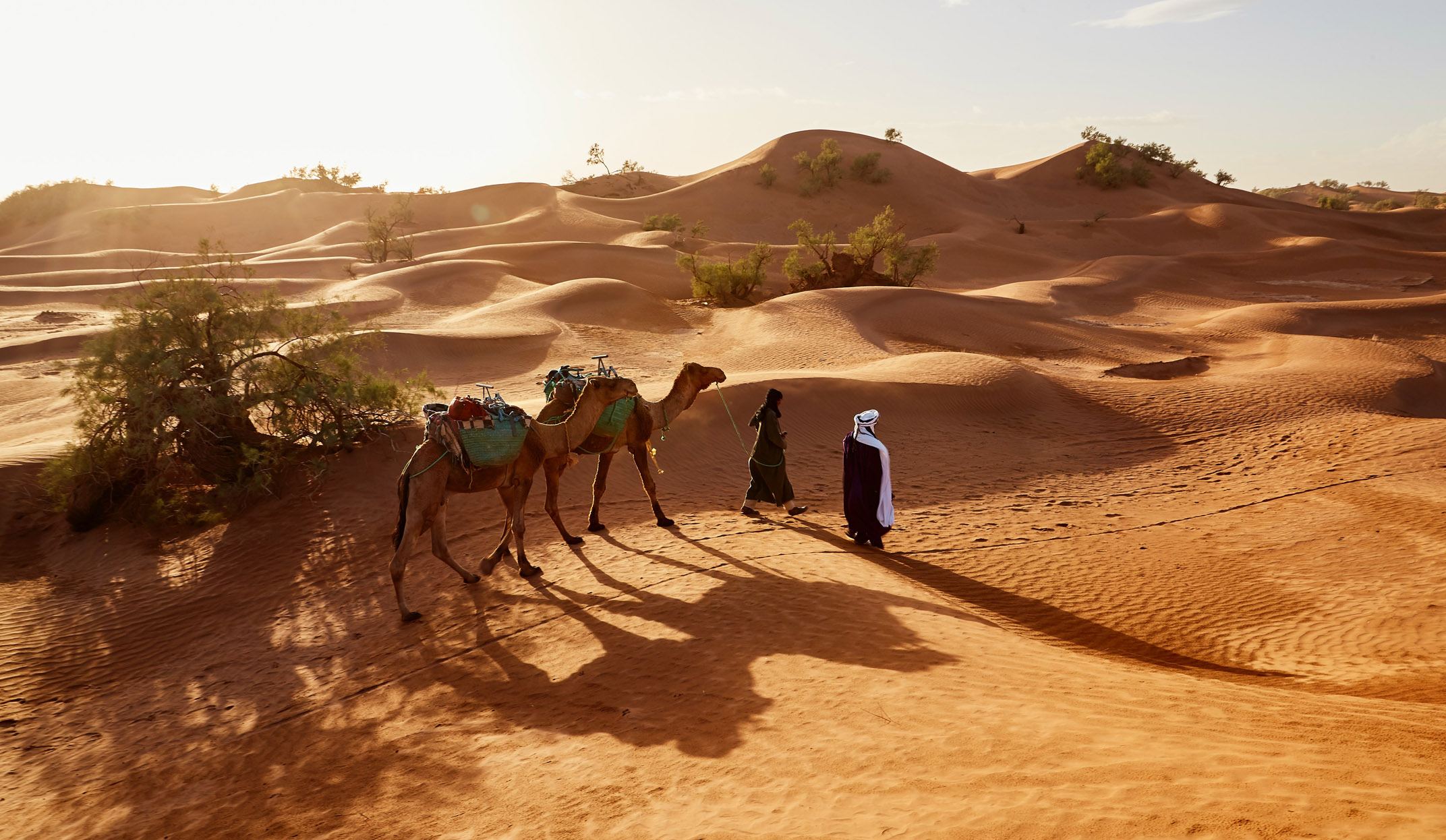 camel train on wahiba sands oman