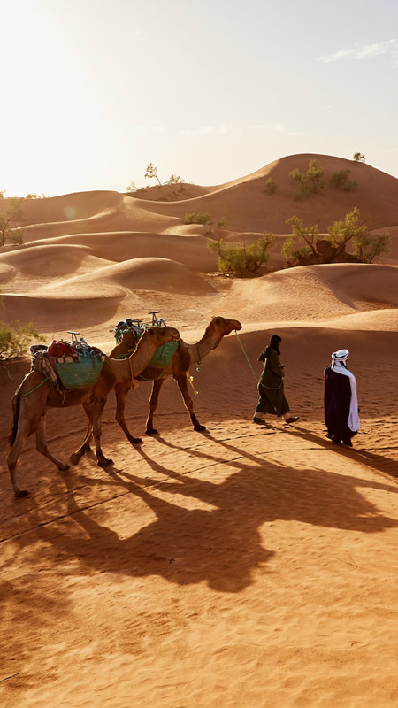 camel train on wahiba sands oman