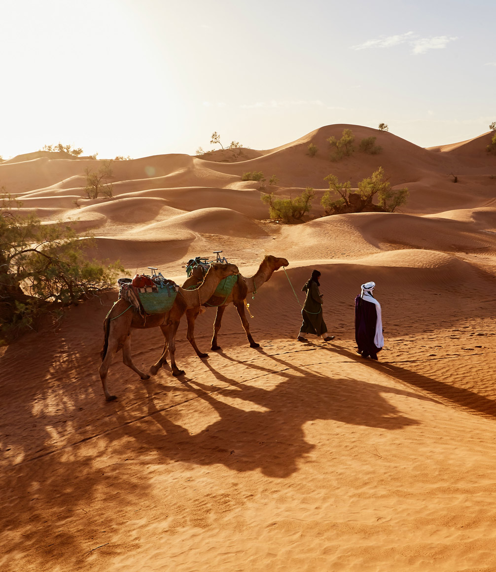 camel train on wahiba sands oman
