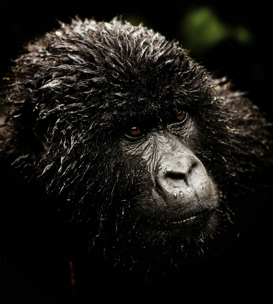 gorilla trekking in rwanda