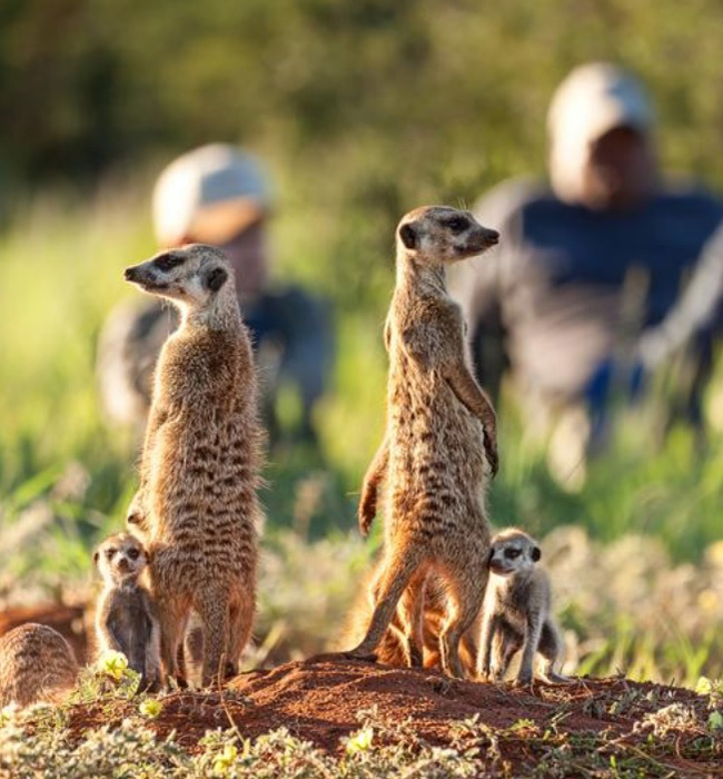 meerkats in kalahari desert in south africa