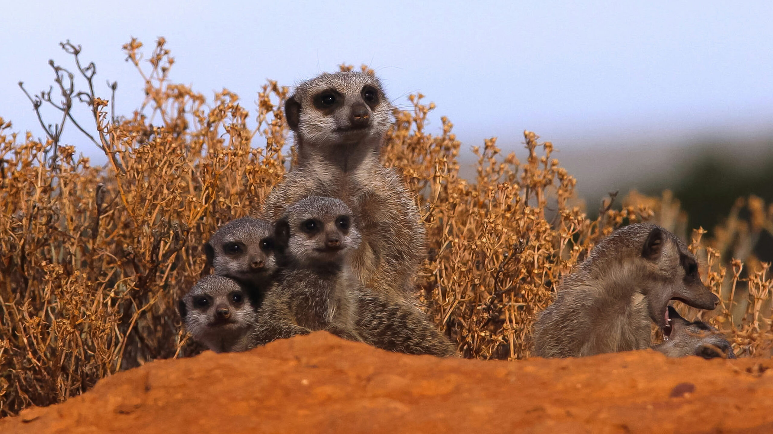 meerkats family in kalahari desert