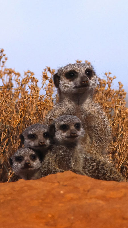 meerkats family in kalahari desert