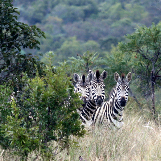 leobo private reserve zebra sighting on game drive