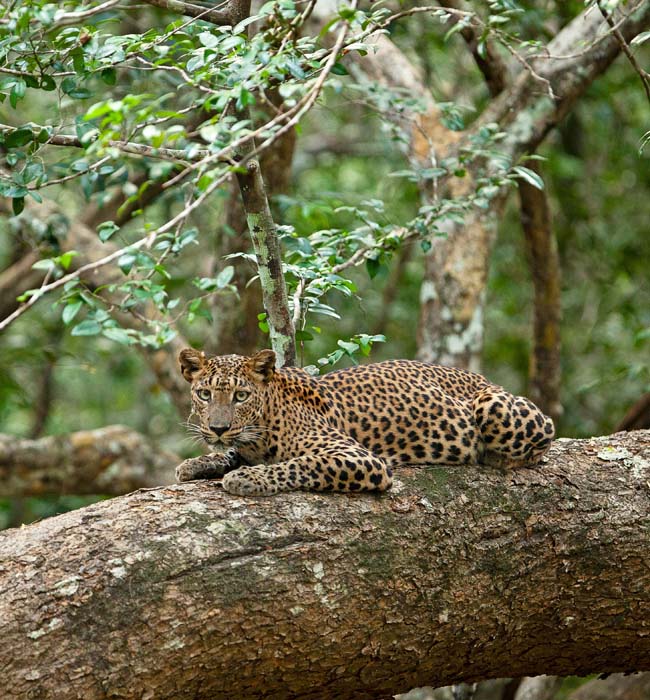 kumana national park leopard on tree