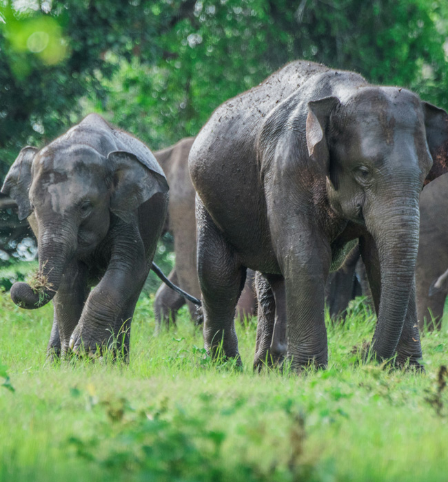 minneriya national park pair of elephants