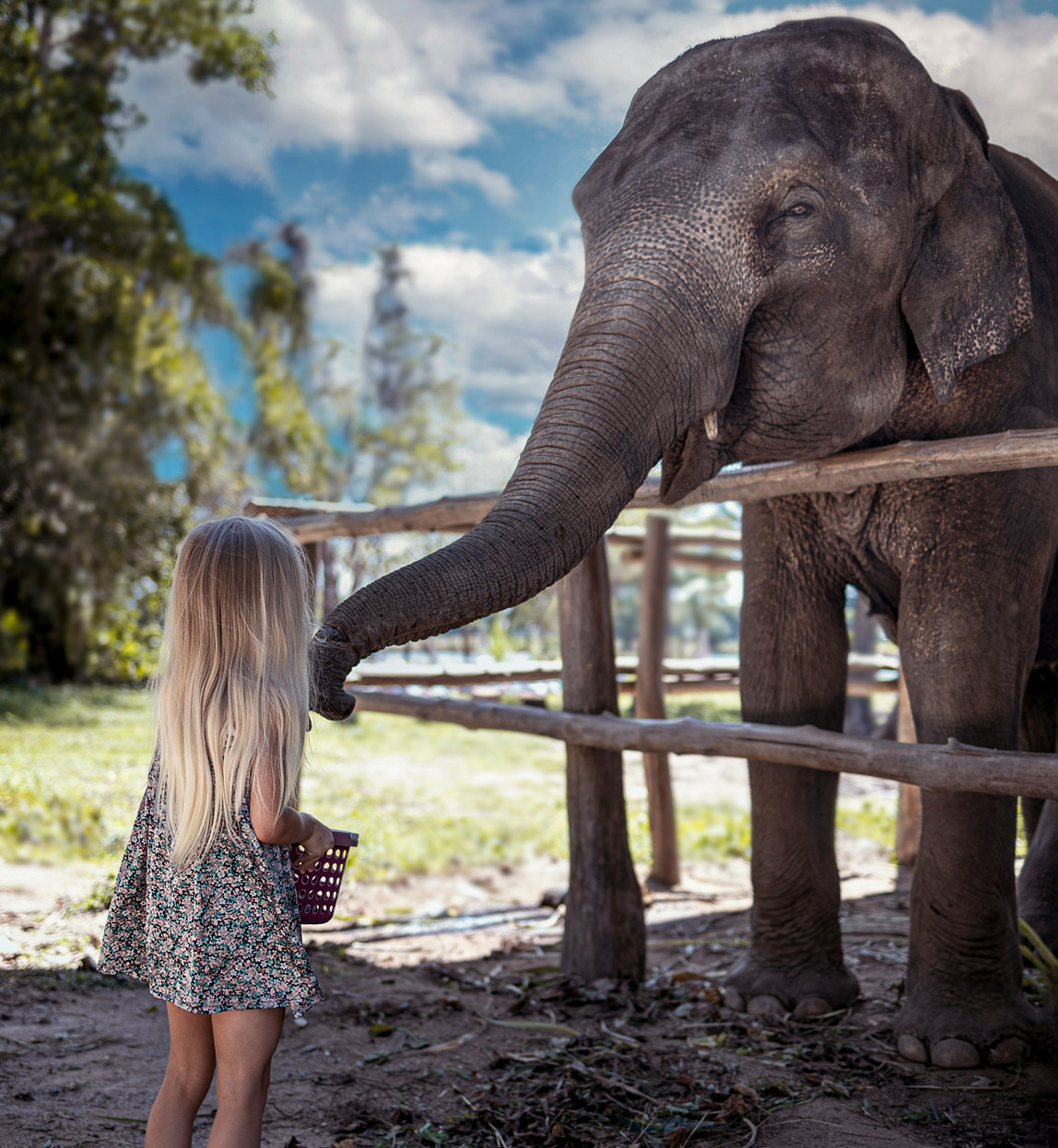 child feeding rescue elephant at elephant sanctuary in thailand
