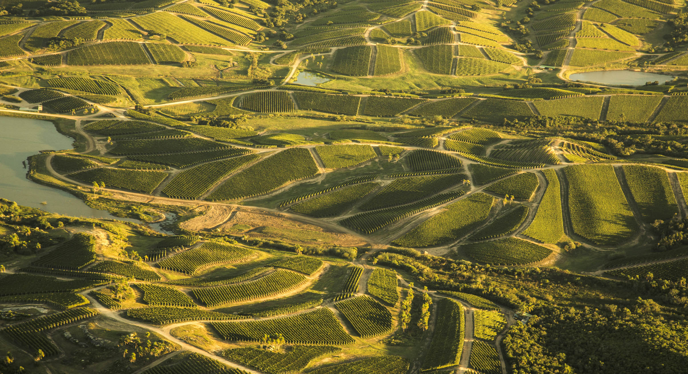 aerial view of the vinyards of uruguay at bodega garzon
