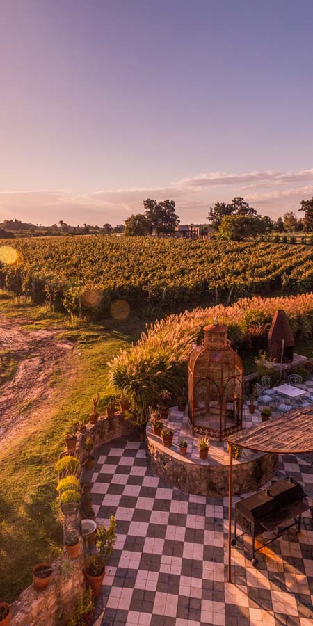 vineyard view at sunset across finca narbona