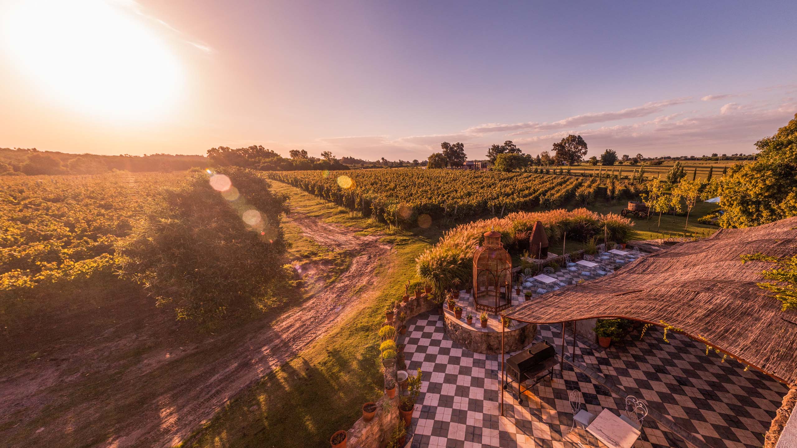 vineyard view at sunset across finca narbona