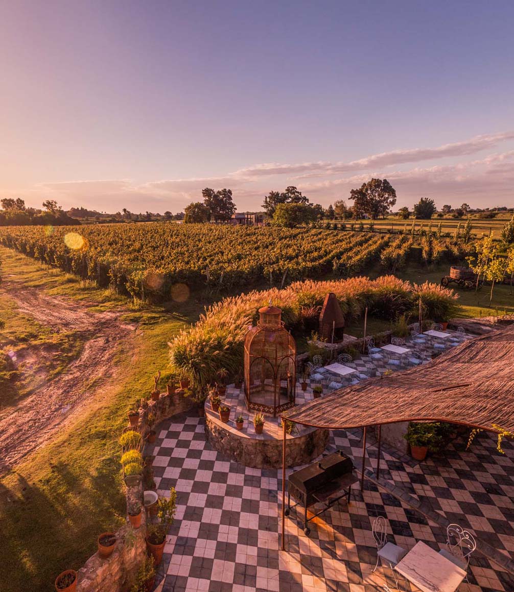 vineyard view at sunset across finca narbona