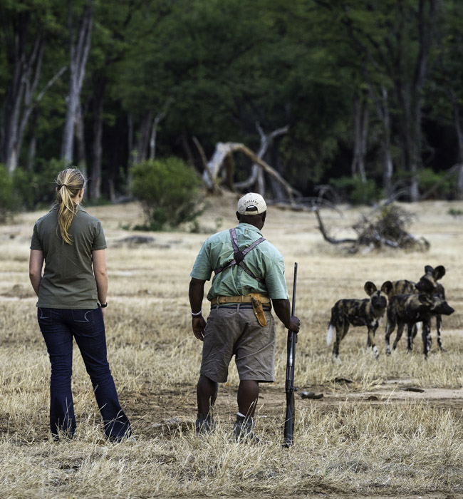wild dog in mana pools zimbabwe watched by safari tourist and guide