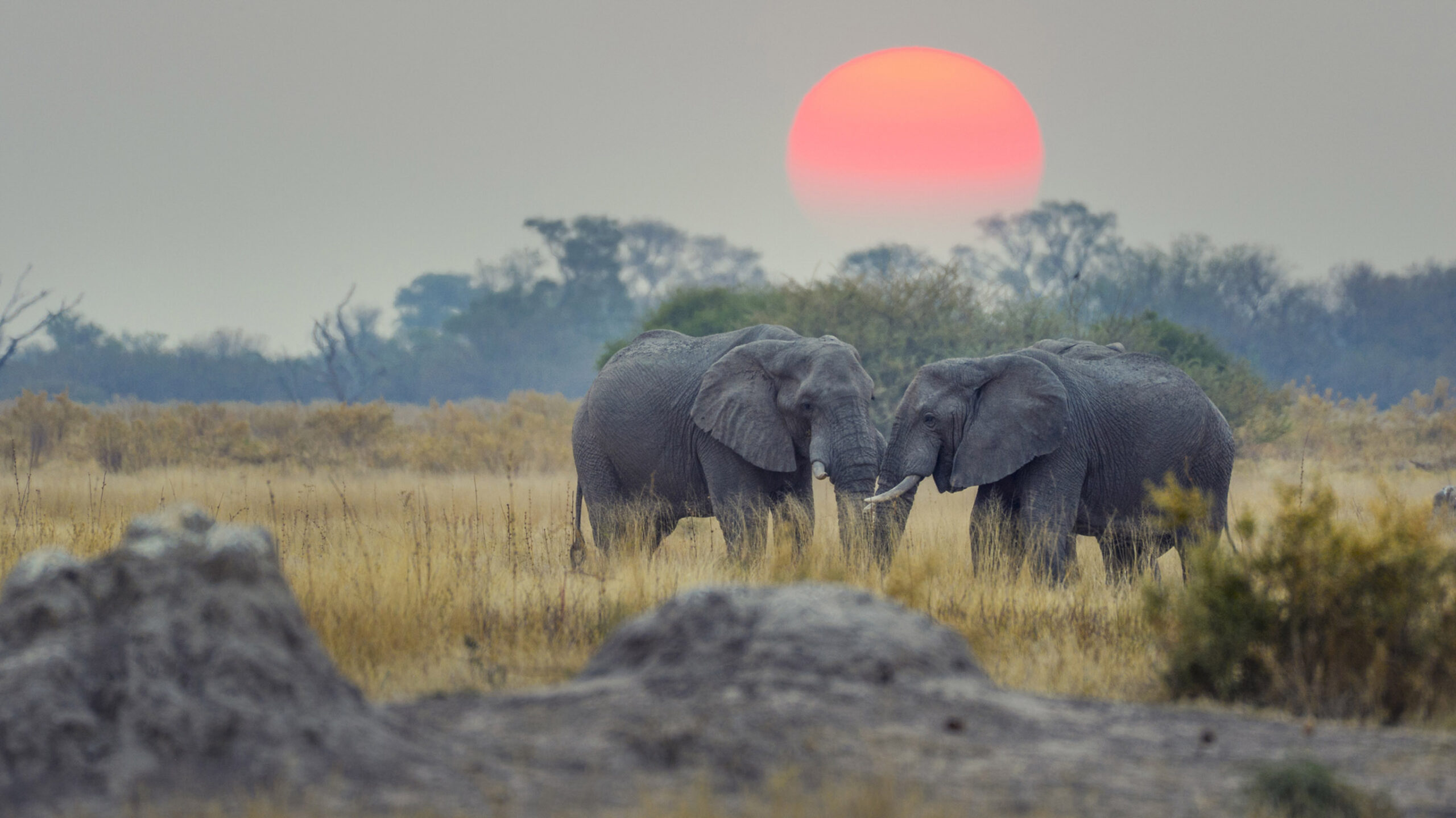 two elephants in african plains with sunset behind them